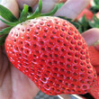 喜德县草莓苗批发基地