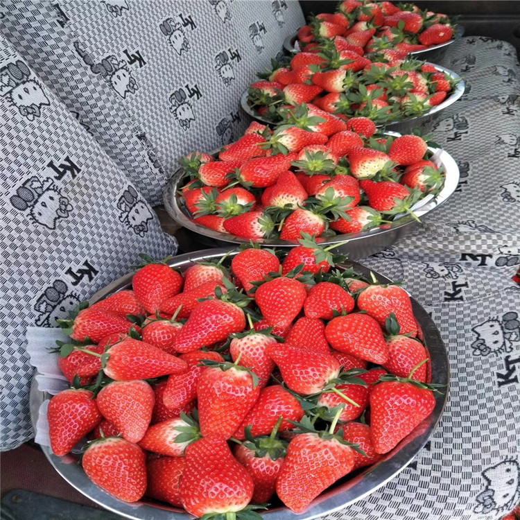 荆门市草莓苗价格一棵多少钱