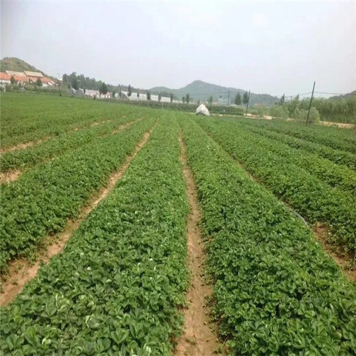咸阳市草莓苗种植方法保姆式扶持