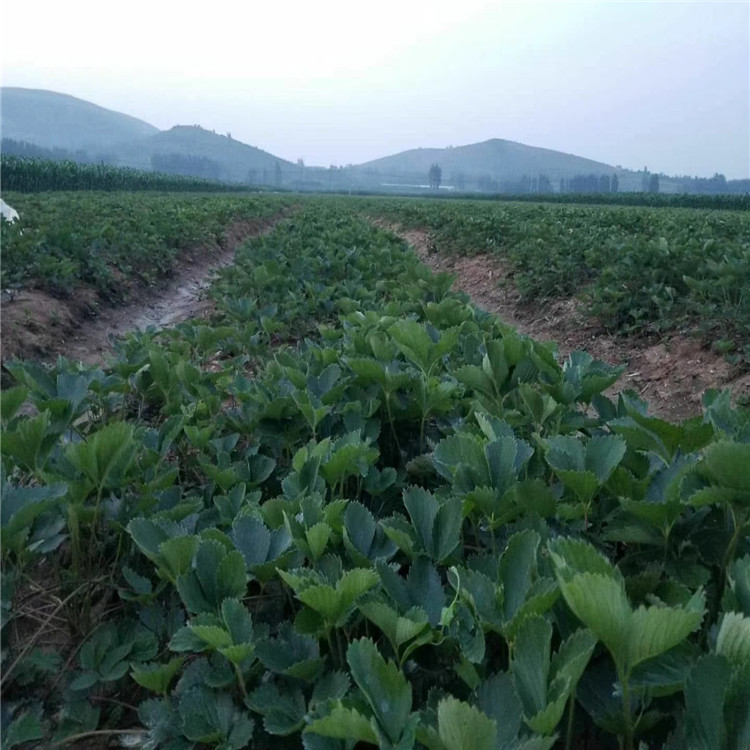 西贡章姬草莓苗批发基地