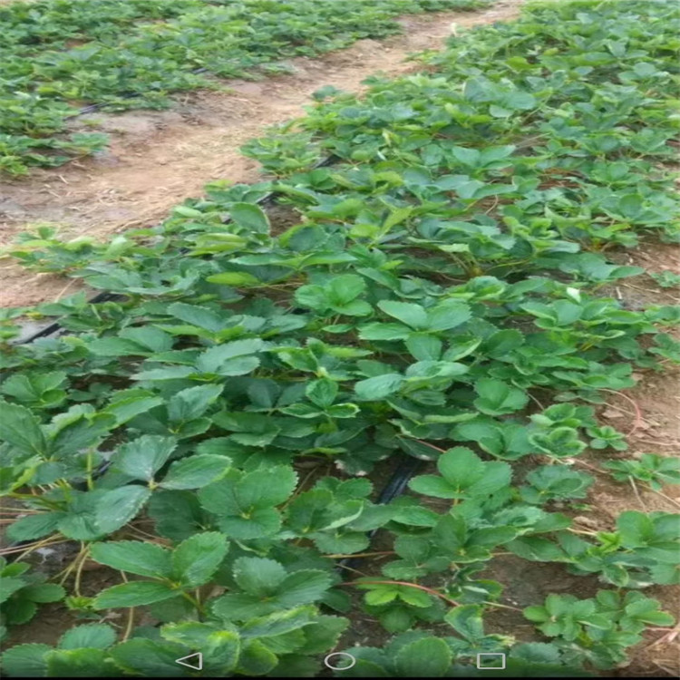 菏泽市草莓苗种植免费提供技术