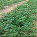 鹤岗市赛娃草莓苗批发种植示范基地