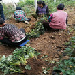 永城章姬草莓苗批发基地