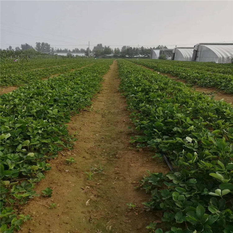 苏州市红颜草莓苗多少钱品种假一赔十