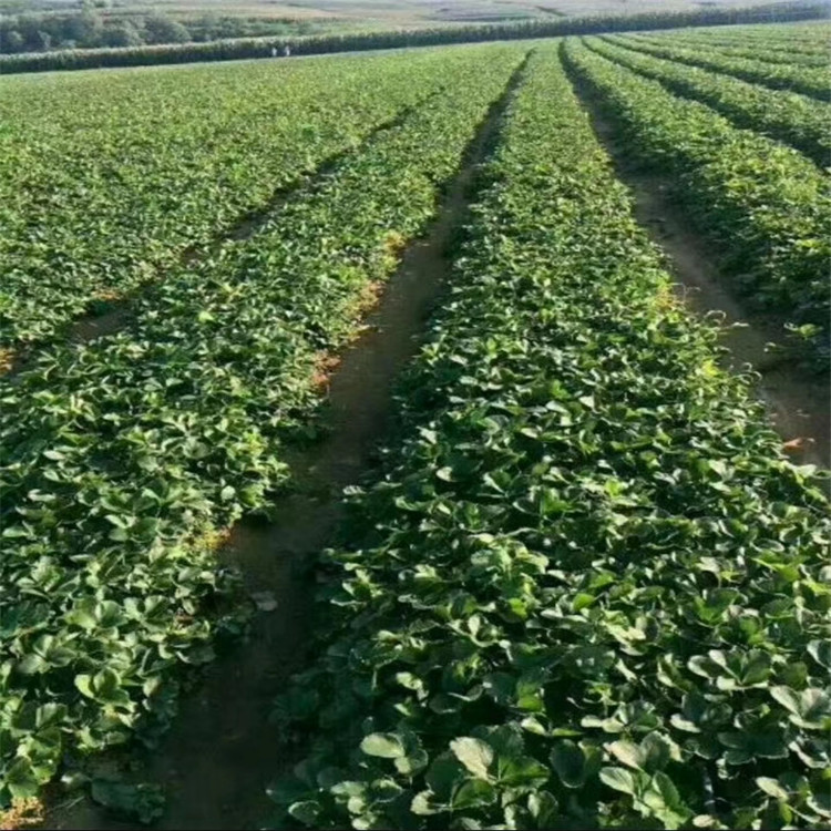 玉林市刚发芽的草莓苗图片种植示范基地