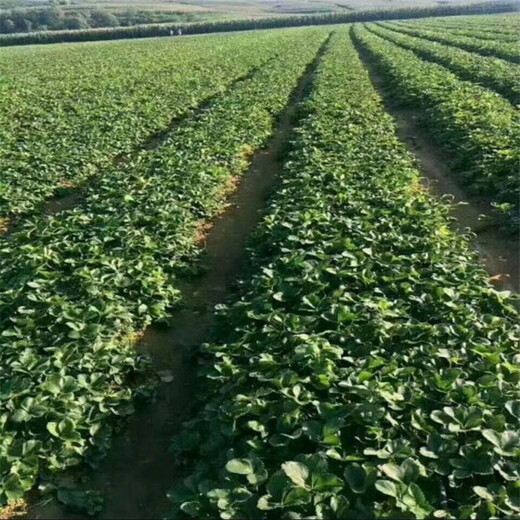 乌海市草莓苗的种植方法保姆式扶持
