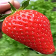 台州市草莓苗批发多少钱一株欢迎前来咨询图片
