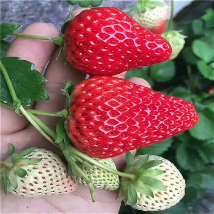 新北章姬草莓苗批发基地