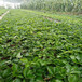 秦皇岛市草莓苗图片大全什么时候种植好