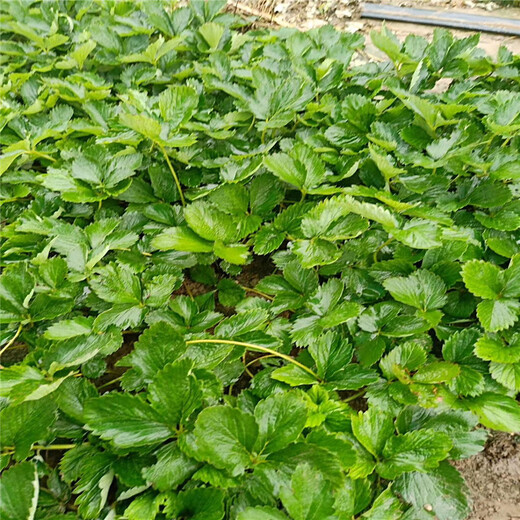 高要章姬草莓苗批发基地