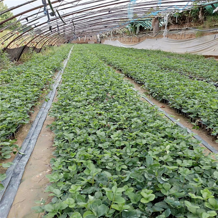 广州市红颜草莓苗价格免费提供技术