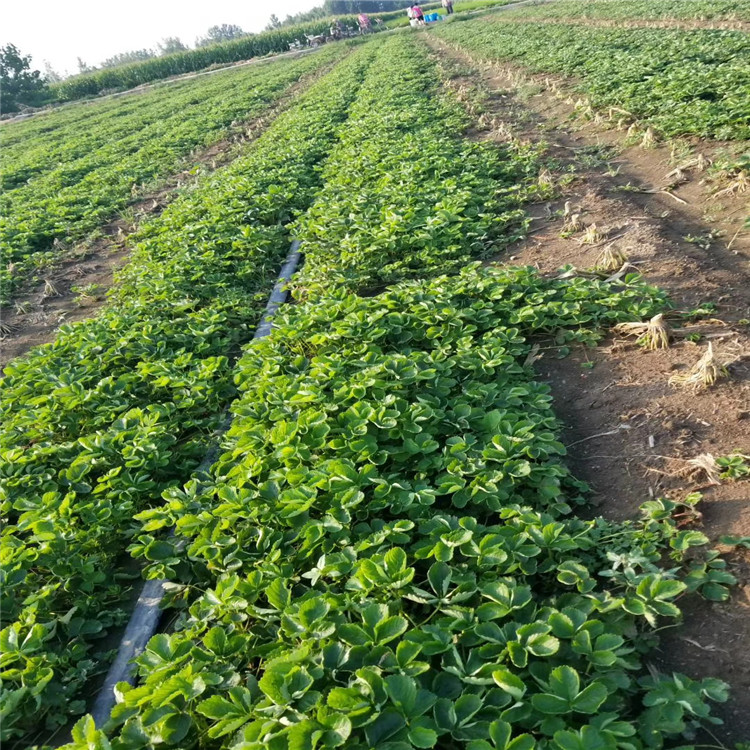 宿迁市草莓苗批发种植示范基地