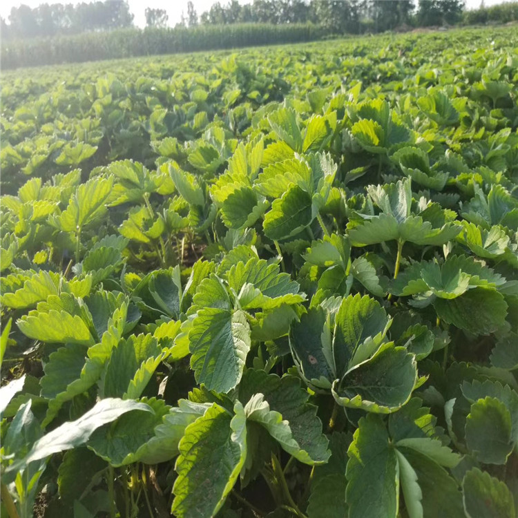 大理盆栽草莓苗的种植高产成活率高