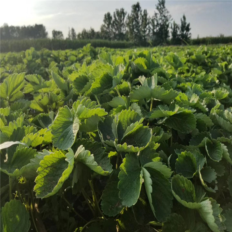 福州市草莓苗种植技术育苗注意事项