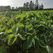 达州市章姬草莓苗100棵起售