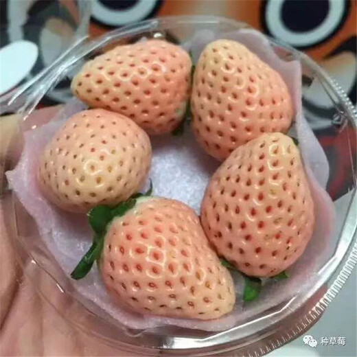 广水红颜草莓苗批发基地