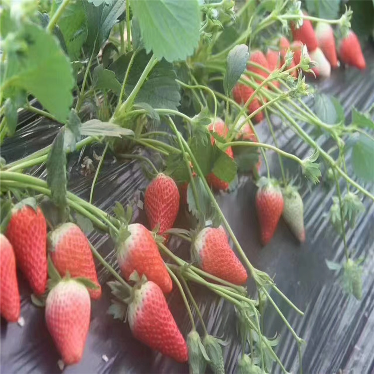 淮南市草莓苗种植品种多成活率高好