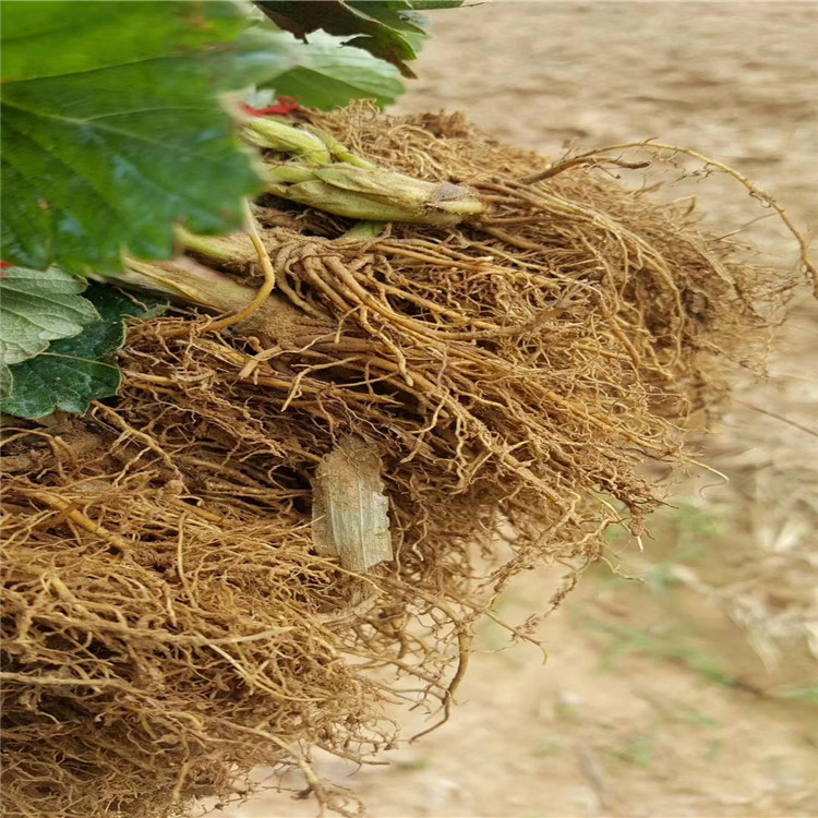 呼兰红颜草莓苗批发基地