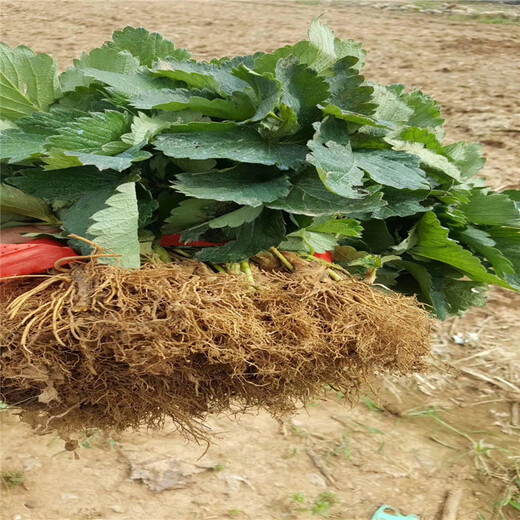 东莞市草莓苗的种植方法保姆式扶持