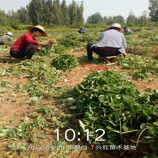 甘孜甘露草莓苗_优惠大酬宾