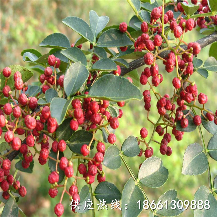 丽江市大红袍花椒苗种植技术1棵多少价格销售