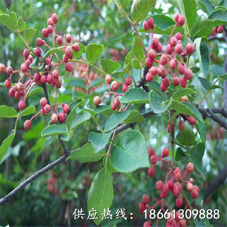 济南市大红袍花椒苗价格哪里有售厂家