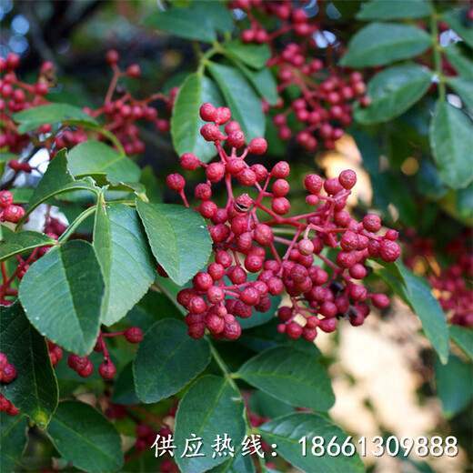 内江市大红袍花椒苗价格种植方法厂家