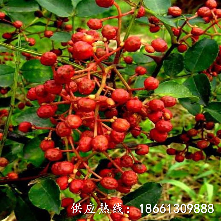 汉中市花椒苗培育技术视频种植示范基地销售