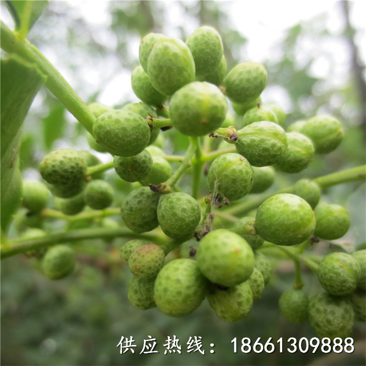 上海花椒苗采购投标文件什么时候种植好厂家