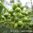 滁州市韩城花椒苗价格批发基地种植技术指导图片