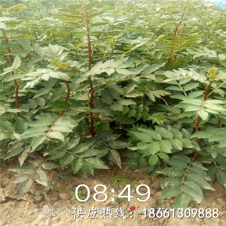 济南市大红袍花椒苗价格一棵多少钱种植技术指导