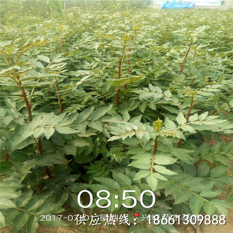 广州市青花椒苗价格一棵多少钱销售