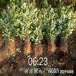 温州市花椒苗培育技术种植方法种植技术指导