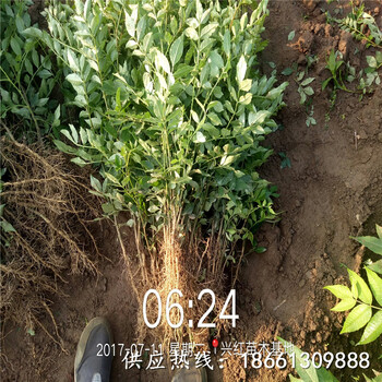 河南省大红袍花椒苗批发哪里有售种植技术指导