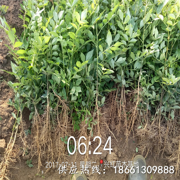 渭南市花椒苗出售品种多成活率高好基地