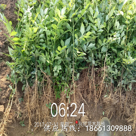 济南市大红袍花椒苗价格一棵多少钱种植技术指导