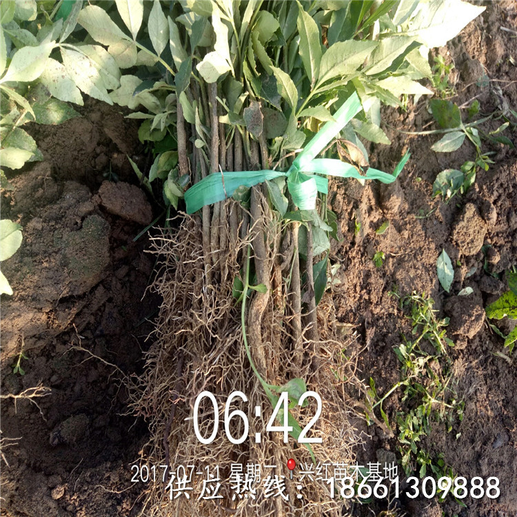 沧州市花椒苗培育技术种植示范基地厂家