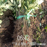 漳州市花椒苗种植方法几年结果种植技术指导图片5
