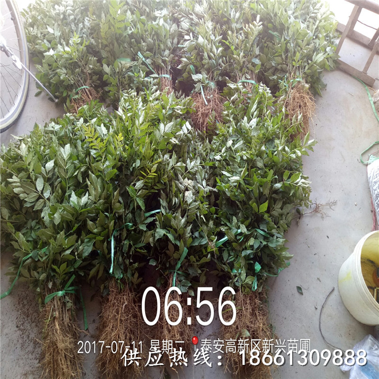 宝鸡市花椒苗出售保姆式扶持种植技术指导