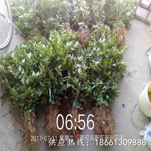 娄底市花椒苗怎么种植方法几年结果种植技术指导