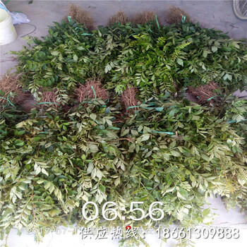 武汉市花椒苗品种种植技术指导厂家