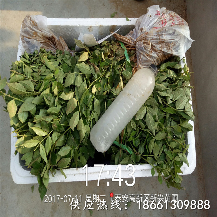 荆门市九花椒苗批发种植厂家