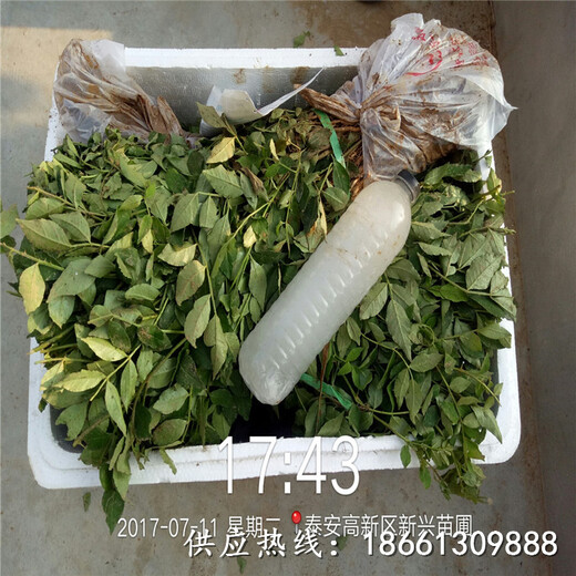 南昌市日本无刺花椒苗价格种植方法厂家