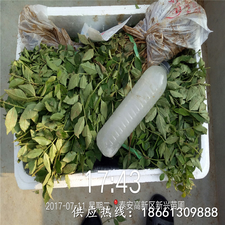南通市陕西大红袍花椒苗基地种植示范基地销售