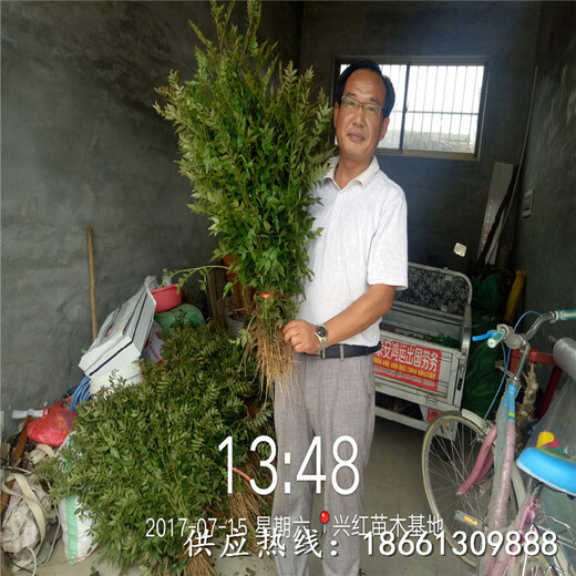 济南市大红袍花椒苗价格欢迎前来咨询种植技术指导