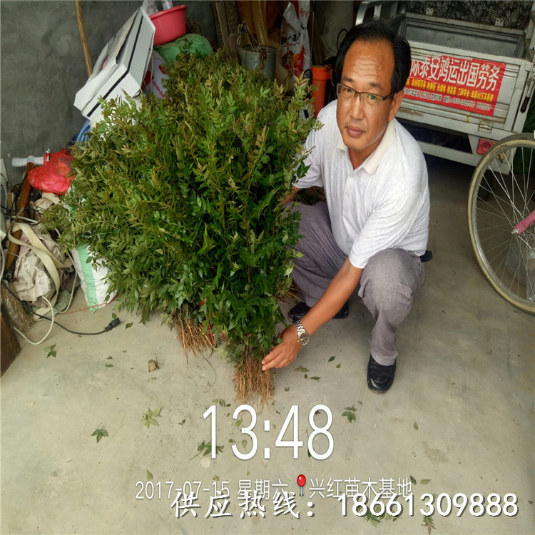 商丘市遵义花椒苗免费提供技术种植技术指导