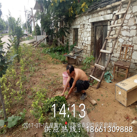 淮安市陕西大红袍花椒苗基地种植示范基地销售