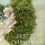 西安市重庆花椒苗批发一棵多少钱销售图片5
