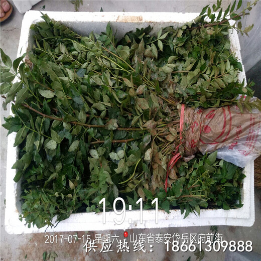 宜昌市大红袍花椒苗基地品种多成活率好厂家