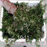 丽江市大红袍花椒苗种植技术种植方法种植技术指导图片0